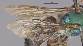 Media type: image;   Entomology 32584 Aspect: Wing front